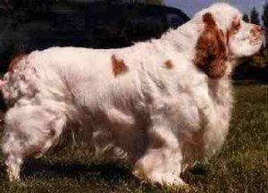 Clumber Spaniel